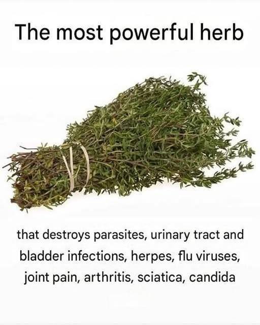 The Most Powerful Herb Known for Fighting Parasites, Urinary Tract Issues, Herpes Symptoms, and Flu Viruses 👇