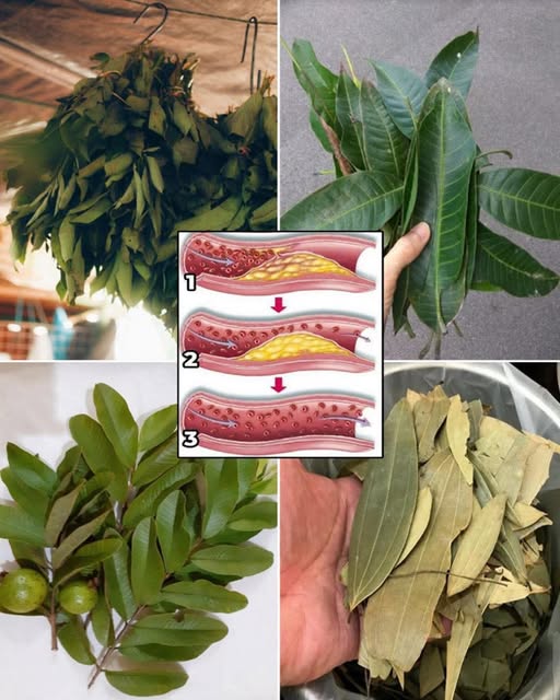 The 4 Powerful Leaves People Use to SUPPORT Health Naturally (Without Pills)