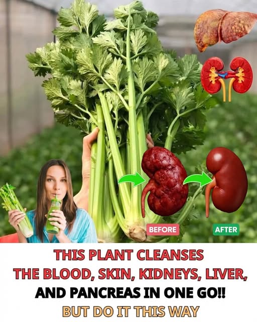 Discover the plant that, in just one dose, purifies your blood, regenerates your skin, and thoroughly cleanses your kidneys, liver, and pancreas…