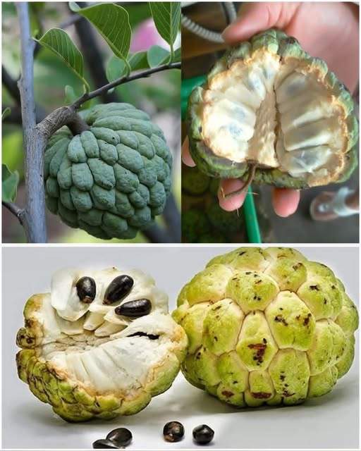 If You See This Fruit, You’re Sitting on Gold and Don’t Even Know It! 💬👇