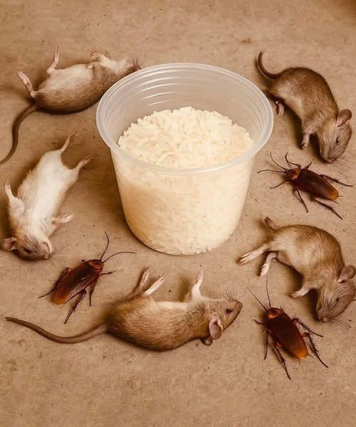 This Simple Trick Can Help Make Rats and Cockroaches Disappear the Same Day 👇