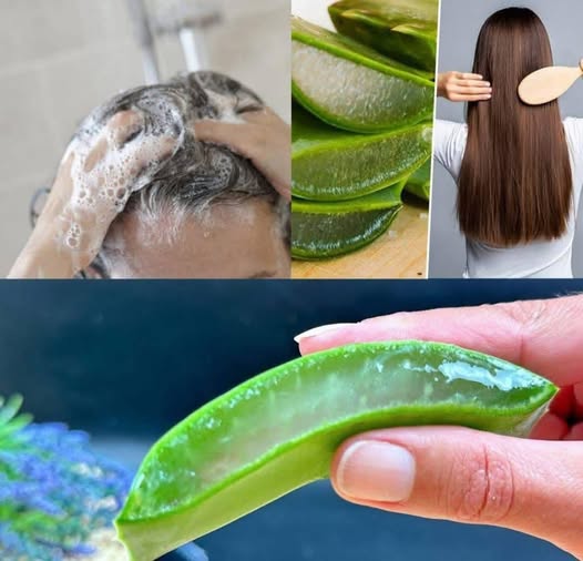 Hair Grows Strong and Healthy! 🌿 Aloe Vera – One of the Best Natural Remedies for Hair