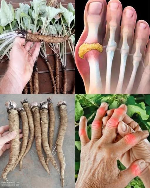 The Plant People Are Talking About 🌿 Powerful Antioxidant Support for the Body 💬👀