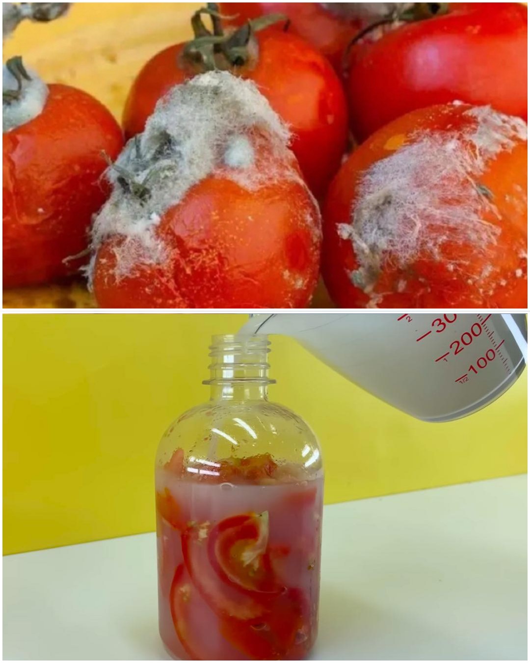 Don’t Throw Away Rotten Tomatoes—Here’s What You Should Know