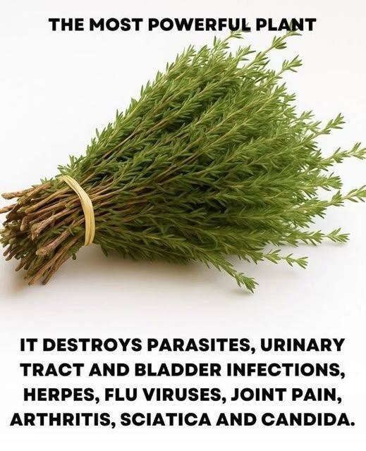 The Strongest Plant for Fighting Parasites, Urinary Tract and Bladder Infections, and Viral Threats