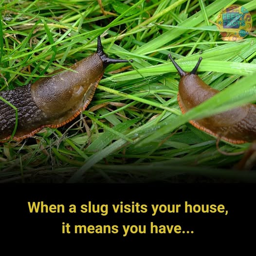 WHEN A SLUG VISITS YOUR HOUSE, IT MEANS YOU HAVE… 