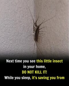 Next Time You See This Little Insect in&hellip;