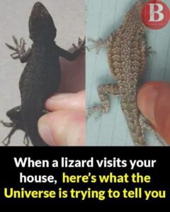 Did You Know? When a Lizard Visits Your&hellip;