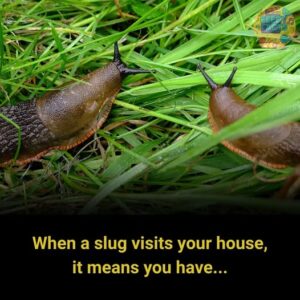 When a Slug Visits Your House, What Does&hellip;