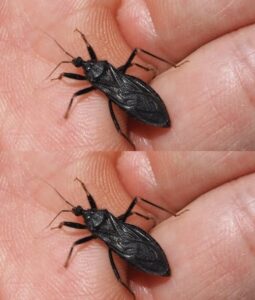  What to Do If You’re Bitten by an&hellip;