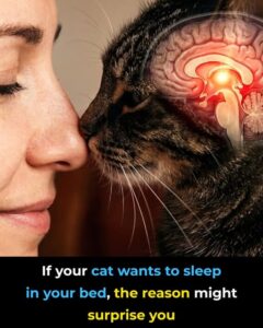 If Your Cat Wants to Sleep in Your&hellip;