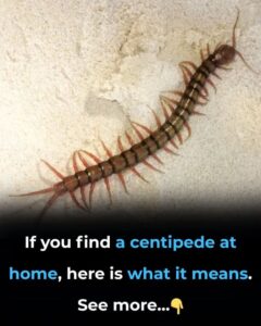  If You Find a Centipede at Home, Here’s&hellip;