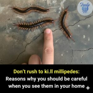 If You See a Millipede Crawling Into Your&hellip;