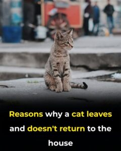  Reasons Why a Cat Leaves and Does Not&hellip;