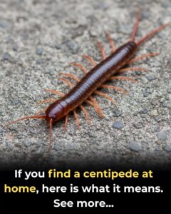  If You Find a Centipede at Home, Here’s&hellip;