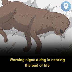  11 Signs Your Dog May Be Nearing the&hellip;