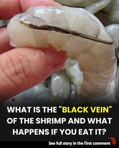  What Is Actually the Shrimp’s “Vein”? WHAT HAPPENS&hellip;